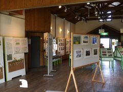 石狩の海岸に生息する海浜植物の紹介と保全に関する展示を行っています。