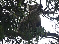 ケネットリバーのキャンプ場で、野生のコアラ探し！
みんなでキョロキョロしたら、高い木の上にいる♪いる♪