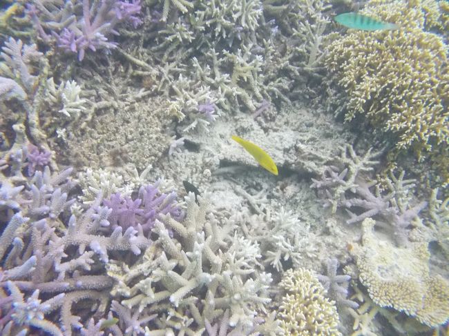 幻の島を満喫した後は、海の中を散策。