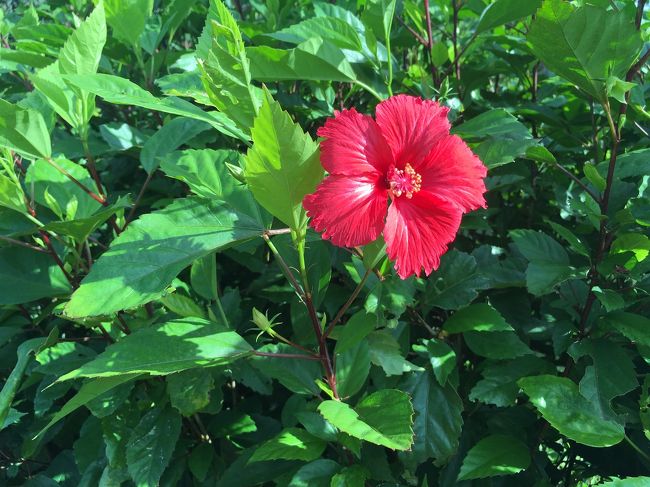 南国らしいお花。気温は29℃。汗タグ笑