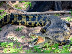 【チョベ川・ボート・サファリ】

アフリカのワニ.....