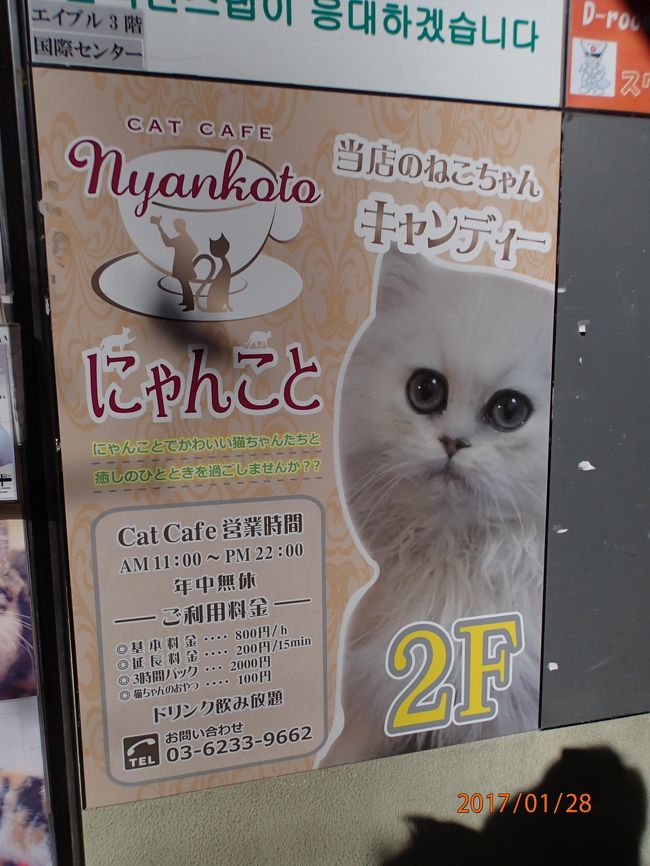 猫カフェ17冬 Cat Cafe にゃんこと 高田馬場 新宿 東京 の旅行記 ブログ By Last Snow Leopardさん フォートラベル 猫カフェ17冬 Cat Cafe にゃんこと 高田馬場 新宿 東京 の旅行記 ブログ By Last Snow Leopardさん フォートラベル