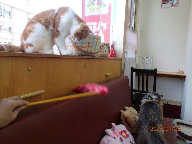 猫カフェ17冬 Cat Cafe にゃんこと 高田馬場 新宿 東京 の旅行記 ブログ By Last Snow Leopardさん フォートラベル 猫カフェ17冬 Cat Cafe にゃんこと 高田馬場 新宿 東京 の旅行記 ブログ By Last Snow Leopardさん フォートラベル