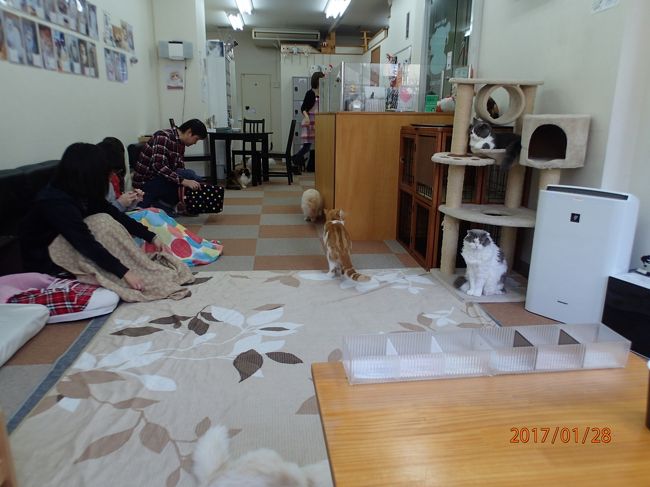 猫カフェ17冬 Cat Cafe にゃんこと 高田馬場 新宿 東京 の旅行記 ブログ By Last Snow Leopardさん フォートラベル