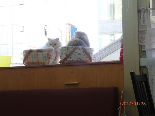 猫カフェ17冬 Cat Cafe にゃんこと 高田馬場 新宿 東京 の旅行記 ブログ By Last Snow Leopardさん フォートラベル 猫カフェ17冬 Cat Cafe にゃんこと 高田馬場 新宿 東京 の旅行記 ブログ By Last Snow Leopardさん フォートラベル