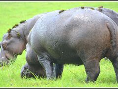 【チョベ川・ボート・サファリ】

わき目も振らず......バクバク.....と.....