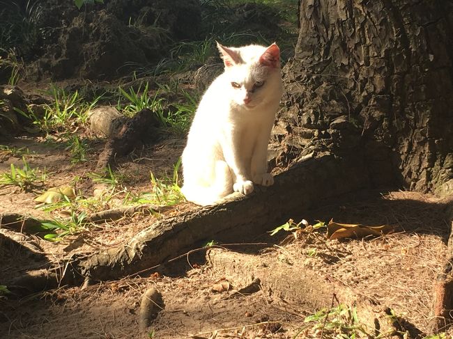 川平湾から駐車場にいた、にゃんこ♡<br />人懐こくて可愛いな。毎日キレイな海を見れて羨ましい☆