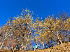 たき火で暖を取った後は、蝋梅が咲く山頂ロウバイ園へと足を運ぶ。

ロウバイ園は東西二カ所にあり、日当たりの良い西ロウバイ園がほぼ満開状態。
前日とこの日のお日様の力で開花が一気に進んだらしい。

