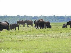 【アフリカ・ゾウだらかし...チョベ国立公園／ボツワナ】

一生分のゾウを見てもうた....