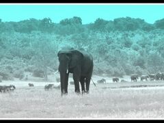 【アフリカ・ゾウだらかし...チョベ国立公園／ボツワナ】

一人ぼっちの老ゾウ………。