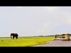 【アフリカ・ゾウだらかし...チョベ国立公園／ボツワナ】

一人ぼっちの老ゾウ………。