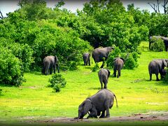 【アフリカ・ゾウだらかし...チョベ国立公園／ボツワナ】

対岸には、沢山のアフリカゾウ一家。