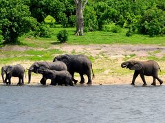 【アフリカ・ゾウだらかし...チョベ国立公園／ボツワナ】

後は、写真だけの記録なり....

