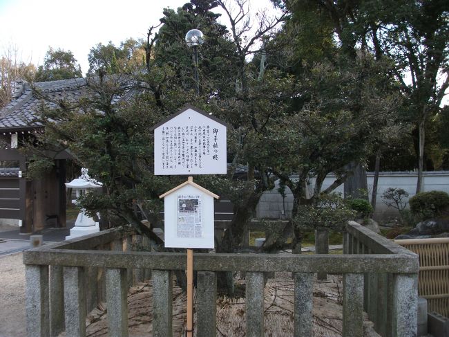 秀吉お手植えと伝わる柊<br />天文１６年（１５４７年）に植えたのだそうです。<br />