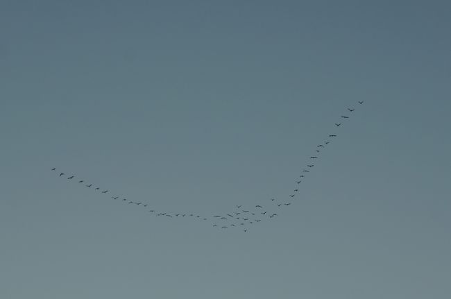 鳥がキレイに編隊を組んで飛んでいました。それにしても絶妙な距離感だよなぁ。<br />