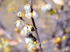 ろうばいの郷

原種