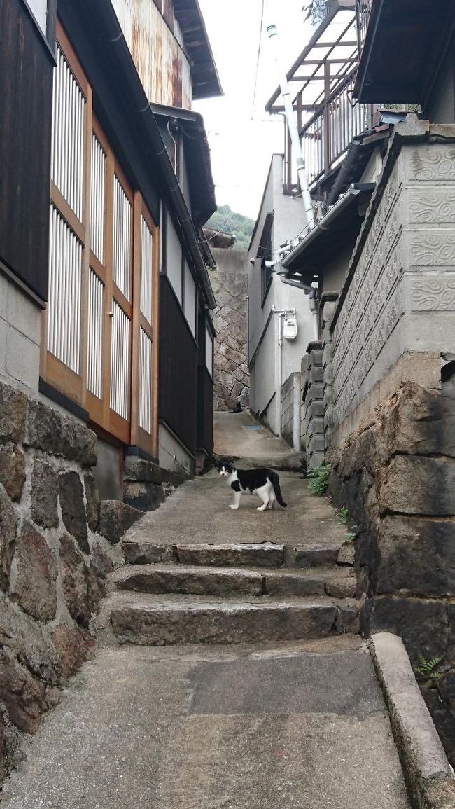 食べに食べたので、尾道散策に。<br /><br />本当に細い路地が多い。<br />そして、ねこも。