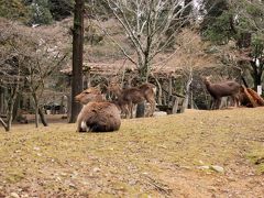 また鹿さん達が・・・・。
そうそう、今回は仕事旅という事で最近買ったCanonのG9Xという軽くて（重さ200g）写りの良いコンデジを持ってきました。
なので、望遠側で撮影できないので撮った写真にボケ感がありません。
鹿さんを撮るときはボケを生かしたかったのにちょっと残念