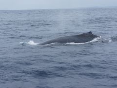 本当にさほど揺れることもなく、慶良間諸島近くまで移動。
うわうわうわ！船の真横でクジラの背中が見えました！