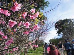 許田で下りると、数久田まで凄い渋滞…名護市東道路トンネルも珍しく混んでいました。
今帰仁城跡で城壁と寒緋桜のコラボ♪と期待しましたが、すごい混雑です。
しかし、お天気も良くなってきたし、汗ばむくらいの日射しです。