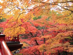 弥彦神社を参拝した後は、少し歩いて弥彦公園のもみじ谷へ。
少し雲が出てきて、スマホのカメラだと綺麗に撮れなかったので一眼レフの写真です。
平日なのに結構な人出で、人が写らないように撮るのに一苦労。
