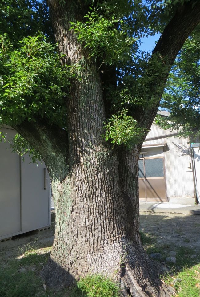 大きな『クス(楠)』の根元の光景です。低い位置から枝分かれしていました。寿命が長く、大木になりやすい樹種ですから、神社ではよく見かけます。