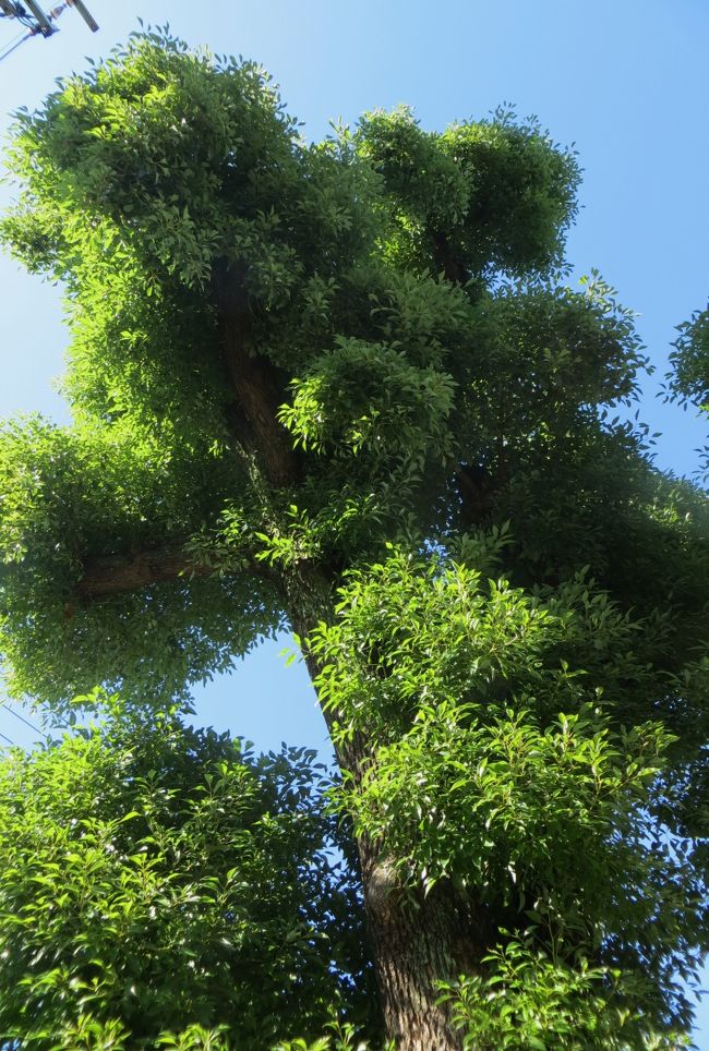 大きな『クス(楠)』の上部の光景です。幹の部分で剪定されているようですが、それを覆うように枝が伸び、葉で覆われていました。名古屋市保存樹クラスの大木ですが、標識はなかったようです。