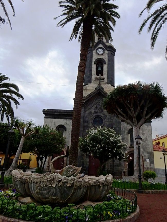 椰子の木と竜血樹。カナリア諸島に来ているんだなぁ。