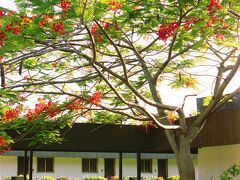 ギニアの首都コナクリの宿泊ホテル。アカシアの花が咲いています。