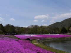 幸い芝桜の方は満開で見事なピンクのじゅうたんが広がっていた。
