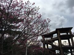 名護城跡展望台にきました。こっちのほうがだんぜん咲いてました。