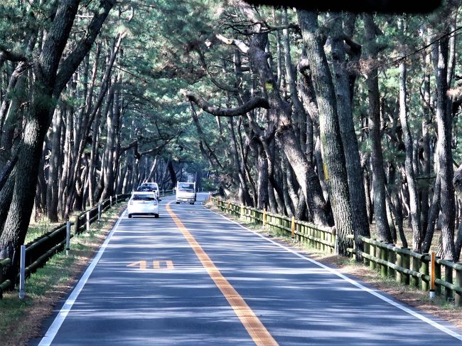 唐津-1 虹の松原 クロマツ100万本近くも ☆高島・玄海国定公園の眺め