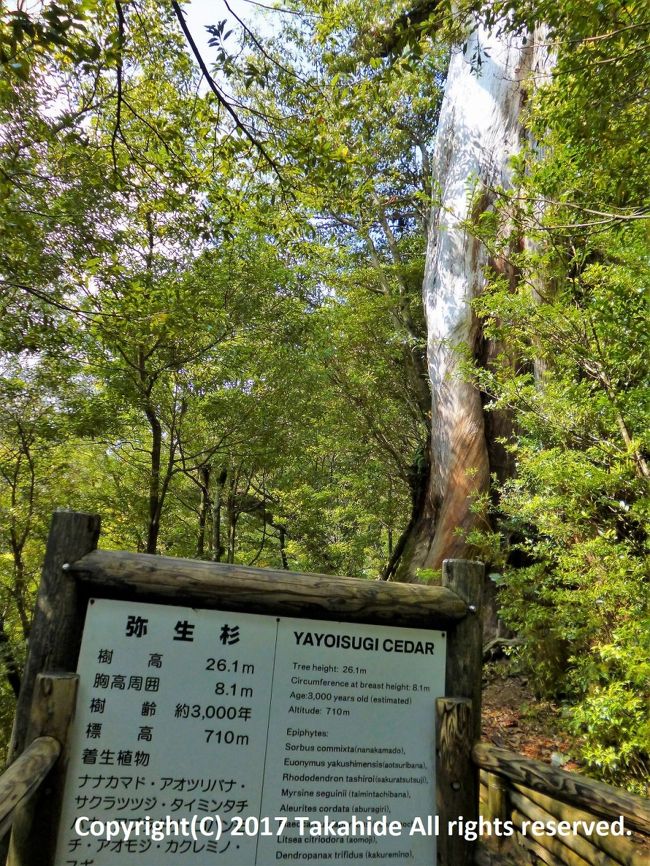 屋久島』屋久島(鹿児島県)の旅行記・ブログ by Takahideさん