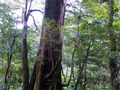 千年杉

ヤクスギランドに入って5分ほどのところにある屋久島ではまだまだ若い杉です。


千年杉：http://www.yakushima-info.com/yakushima/yakusugiland/sennensugi.html