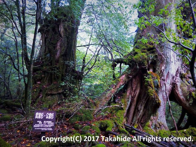 屋久島』屋久島(鹿児島県)の旅行記・ブログ by Takahideさん