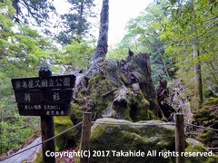 翁杉

トロッコ道から大株歩道に入って最初の大きな木です。2009年10月に倒木してしまい、現在は残った根本の上から次世代の再生を待っている状態です。


翁杉：http://www.yakushima-info.com/yakushima/yakusugi/jomonsugi/okinasugi.html
翁杉の倒木：http://www.rinya.maff.go.jp/kyusyu/yakusima_hozen_c/okinasugi.html