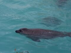 おたる水族館に移動、野外プールでいきいきと泳ぐゴマフアザラシです