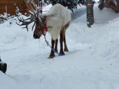 ルスツリゾート到着、何もない雪山のなかに突如高層ビルが現れるのは異様な光景です。トナカイが出迎えてくれました。