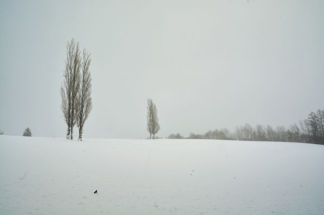 まずは隊長お気に入りの場所へ向かいます。<br />青い空に真っ白な雪を想像して美瑛にやってきましたが…<br />現実はそう甘くないです。<br />大吹雪です(>.<)
