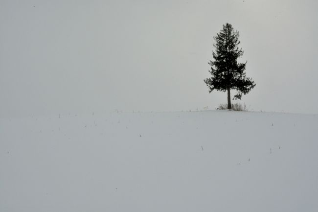 夕日の木。<br />クリスマスツリーの木と似ていますが、大きな違いは足元の草があるかないか、とのことです。