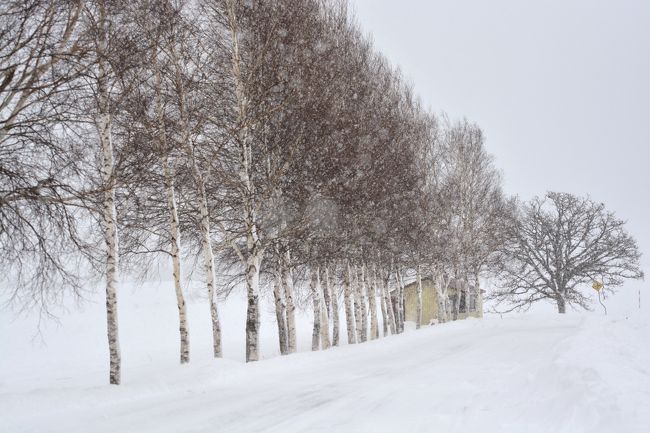 白樺並木も吹雪。<br />セブンスターの木も一緒に捉えよう。
