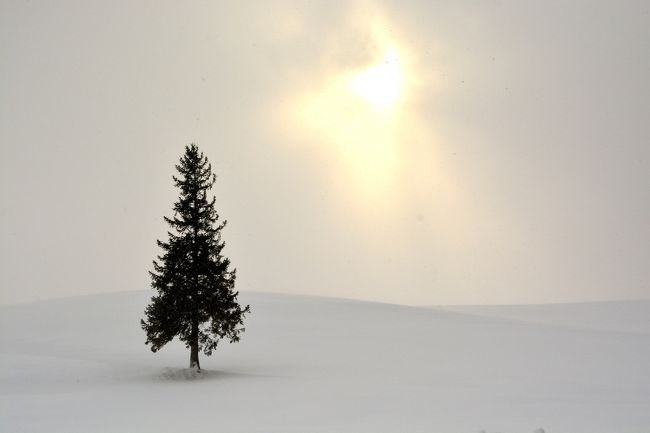 クリスマスツリーの木にやってきました。