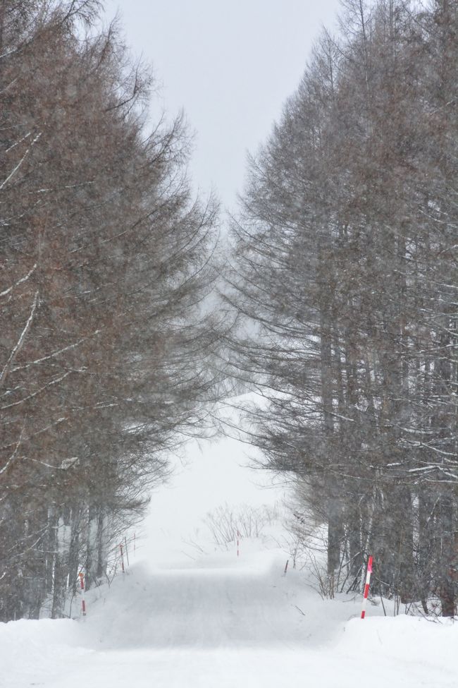 上手に表現出来ませんが、結構降ってます。