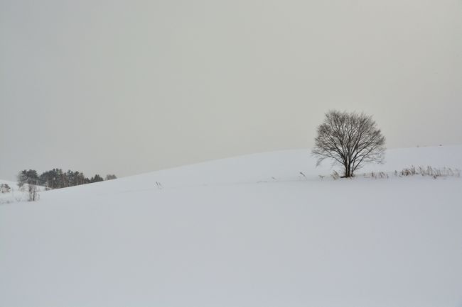 ブロッコリーのようですね。