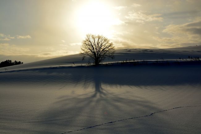 もっと上手に表現したいですが素人の私にはこれが精一杯です…。