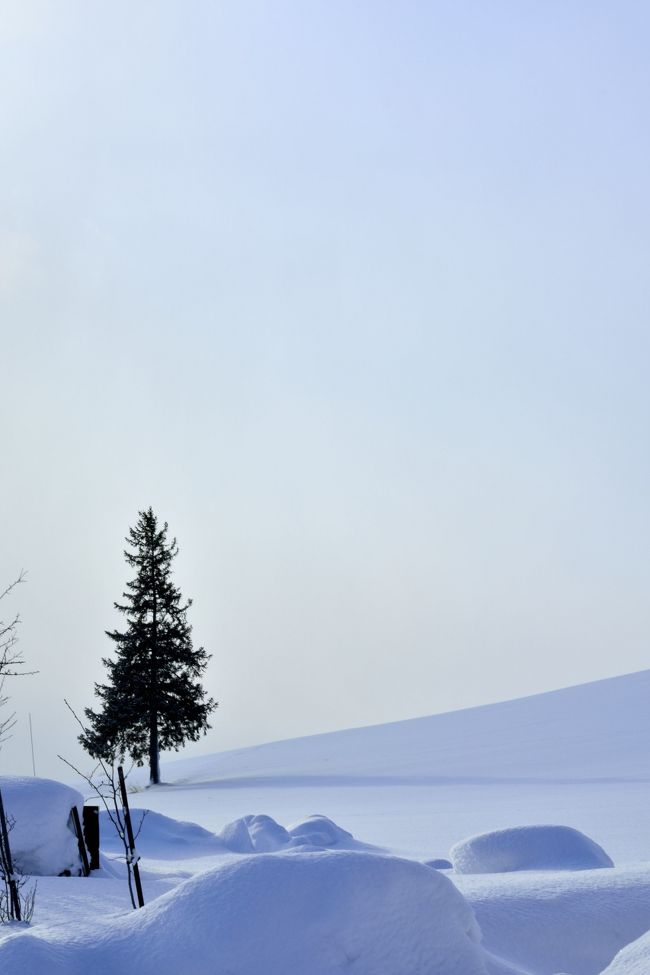 真横からのクリスマスツリーの木。<br />少しバランスがよくないですね。