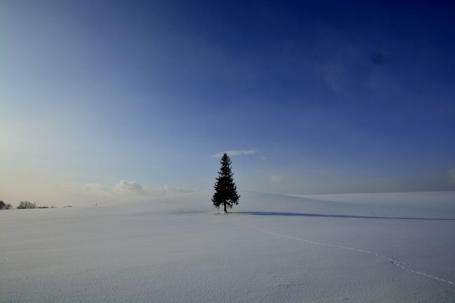 やはりこの木は真っ正面がステキ。