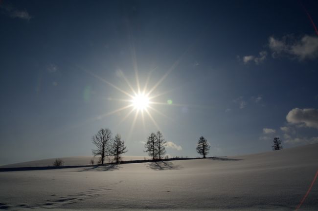 マイルドセブンの左側の木たち。