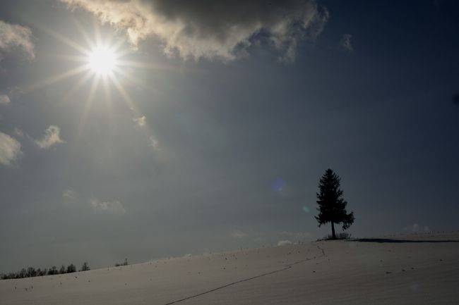 またまた夕日の木へ。<br />キタキツネの足跡がいい感じです。