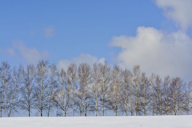 白樺並木は角度によって様々な表示を見せてくれます。